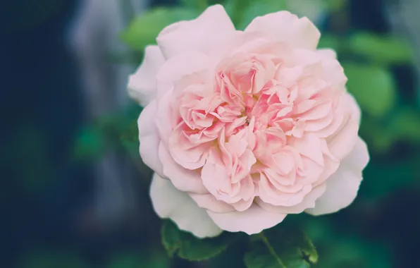 Цветы, лепестки, розовые