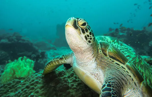 Картинка море, взгляд, морда, вода, рыбки, водоросли, черепаха, подводный мир
