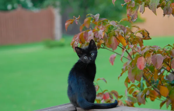Картинка листья, ветки, чёрный котёнок
