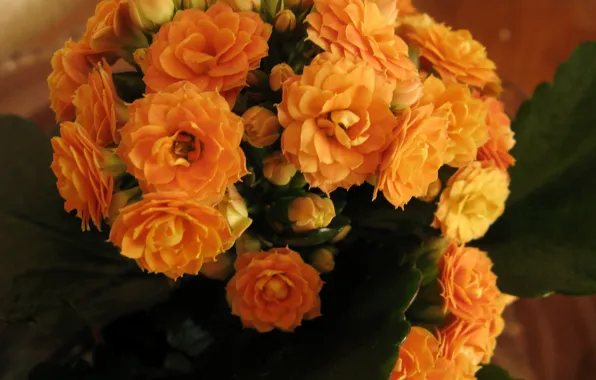 Фото, Цветы, Оранжевый, Крупным планом, Каланхое
