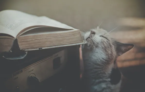 Картинка кот, книга, приёмник