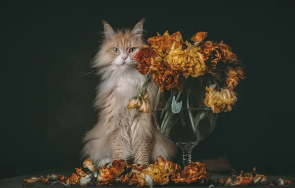 Кошка, кот, цветы, букет, рыжий