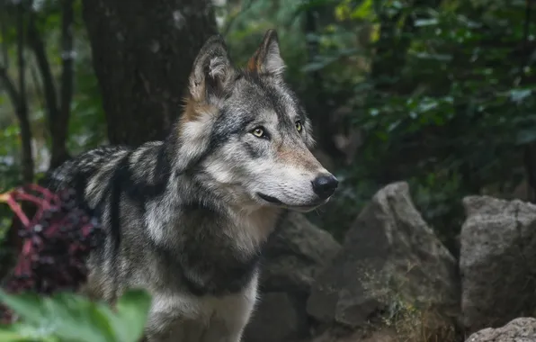 Картинка nature, snow, predator, face, animal, wolf, wildlife, portrait