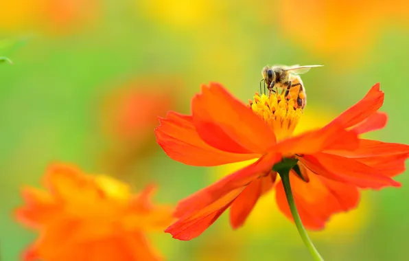 Картинка цветок, оранжевый, пчела, фон, космея
