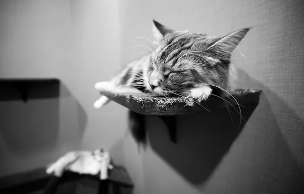 Картинка кот, стена, коты, сон, © Ben Torode