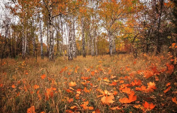 Лес, листва, березы, осенние листья