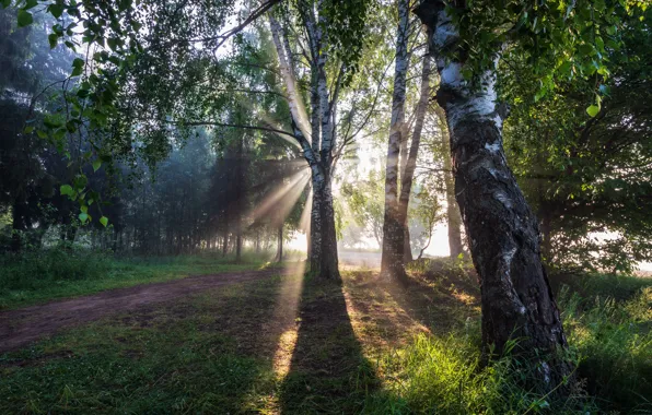 Картинка лето, солнце, рассвет, утро, берёзы