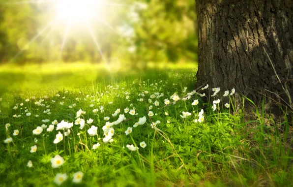 Картинка лето, лучи, свет, цветы, дерево, поляна, ствол, Larisa Koshkina