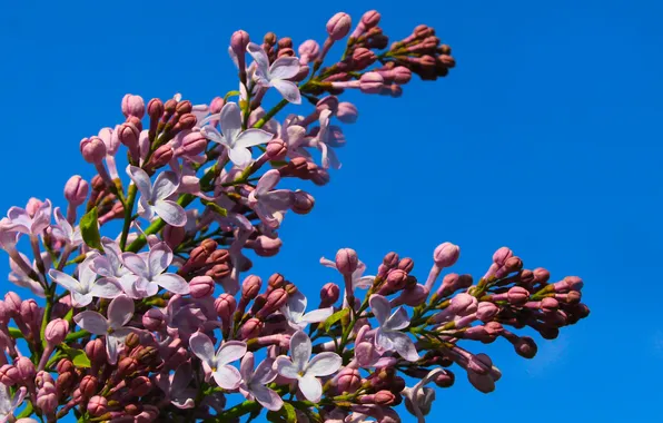 Flower, spring, lilac