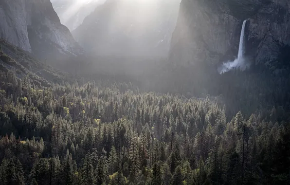 Картинка United States, California, Yosemite Valley, Foresta