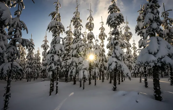 Картинка зима, лес, утро