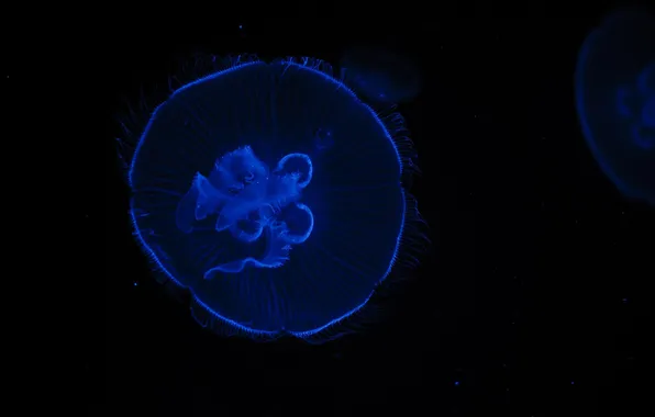 Картинка синий, чёрный, медуза, контраст, подводный мир, под водой, тёмный фон