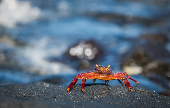 Море, вода, красный, камни, фон, берег, краб, крабик