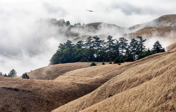 United States, California, Stinson Beach, Mount Tamalpais State Park