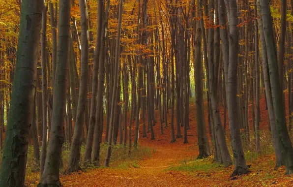 Картинка лес, листва, тропа, Осень, forest, autumn, leaves, fall