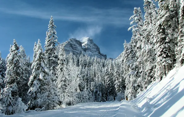 Зима, лес, снег, деревья, гора