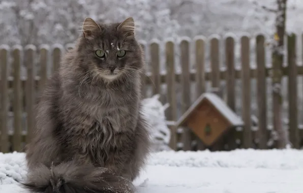 Картинка зима, кошка, шерсть