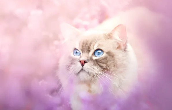 Кошка, кот, взгляд, цветы, природа, поляна, размытие, мордашка