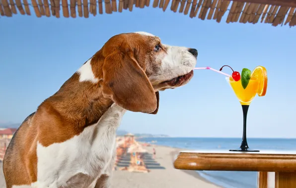 Картинка море, пляж, солнце, вишня, апельсин, ситуация, собака, юмор