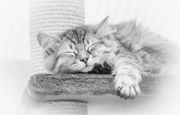 Картинка кошка, сон, чёрно-белая, когтеточка