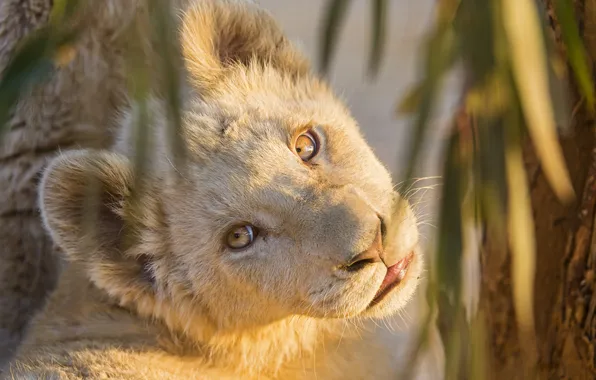 Картинка кошка, взгляд, морда, солнце, лев, детёныш, львёнок, ©Tambako The Jaguar