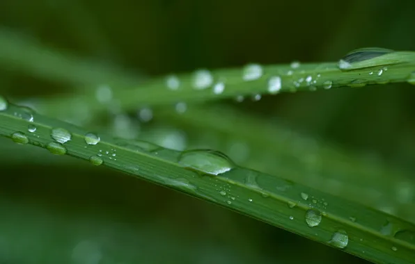 Картинка трава, капли, макро, зеленый, дождь