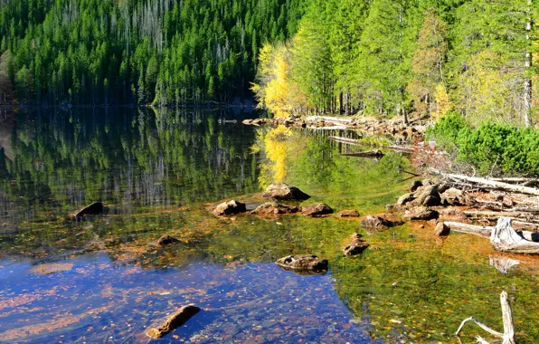 Лес, вода, деревья, озеро, отражение, камни, Чехия, солнечно