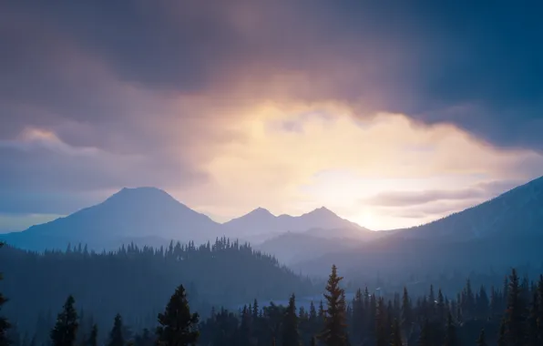 Лес, Пейзаж, days gone