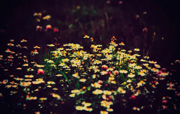 Картинка ромашки, клевер, полевые, боке, Flower Fields