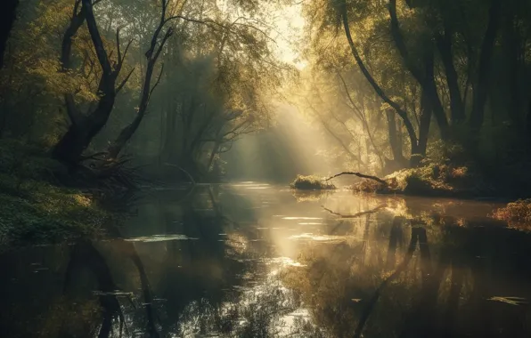 Лес, лучи, свет, деревья, пейзаж, природа, туман, озеро