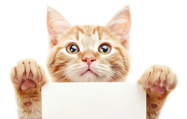 Кошка, взгляд, поза, котенок, портрет, лапки, белый фон, мордашка