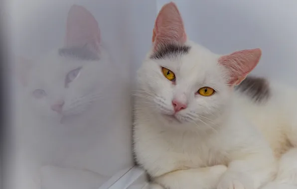 Кошка, кот, взгляд, морда, поза, отражение, стена, портрет