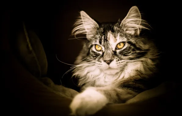 Кошка, кот, взгляд, поза, темный фон, серый, лапа, портрет