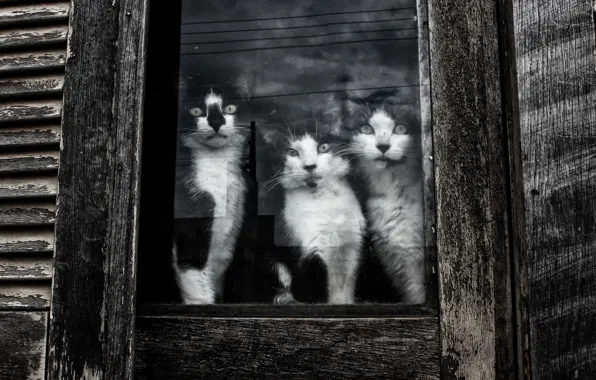Картинка взгляд, коты, окно, котэ