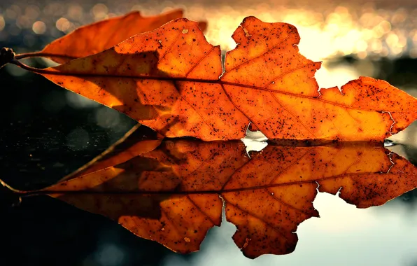Картинка осень, макро, лист, отражение