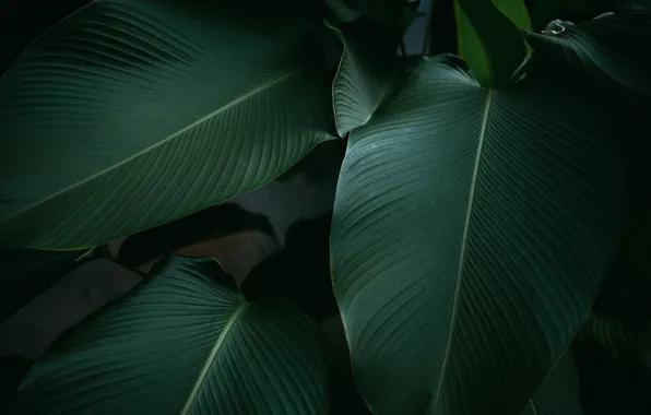Листья, зеленый, green, банан, banana, banana leaf, листья банана