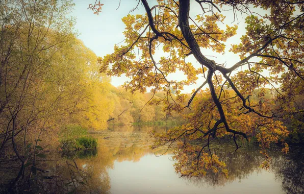 Картинка осень, лес, листья, деревья, ветки, озеро, желтые