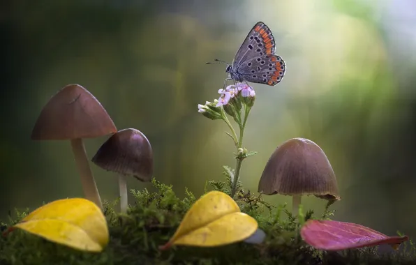 Картинка цветок, листья, макро, природа, бабочка, грибы, мох, боке