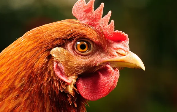 Eye, rooster, crest