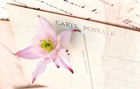 Цветок, розовый, открытка, письма, аквилегия