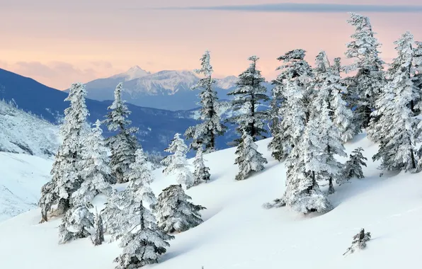Картинка снег, деревья, горы