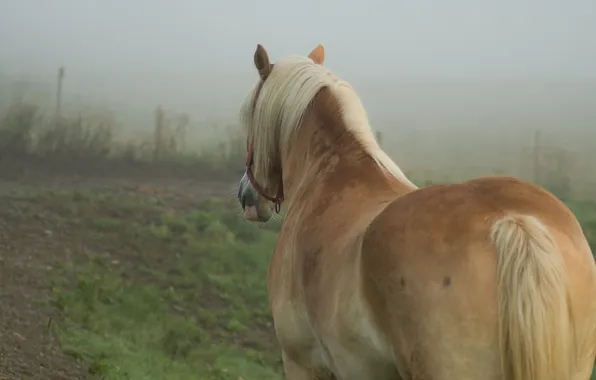 Картинка поле, туман, конь