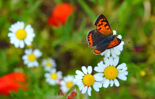 Картинка Макро, Бабочка, Macro, Butterfly