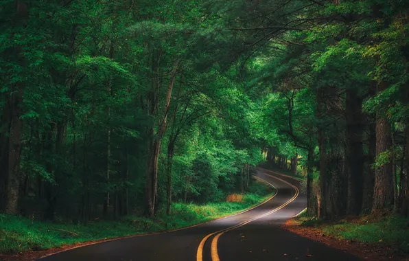 Картинка дорога, лес, деревья, пейзаж, природа, растения, forest, road