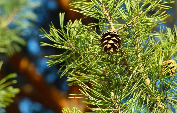Pine, twig, cone