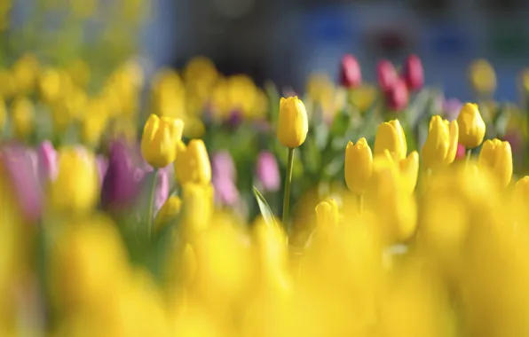 Картинка свет, цветы, поляна, яркие, весна, желтые, тюльпаны, красные