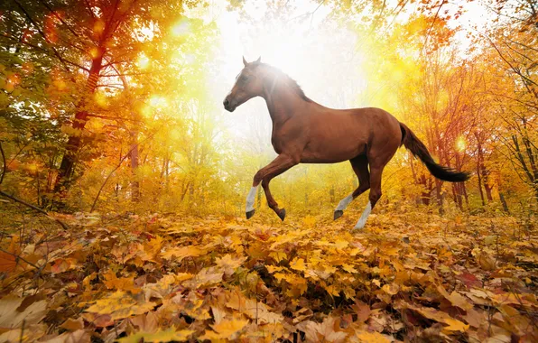 Forest, horses in fall leaves, yellows