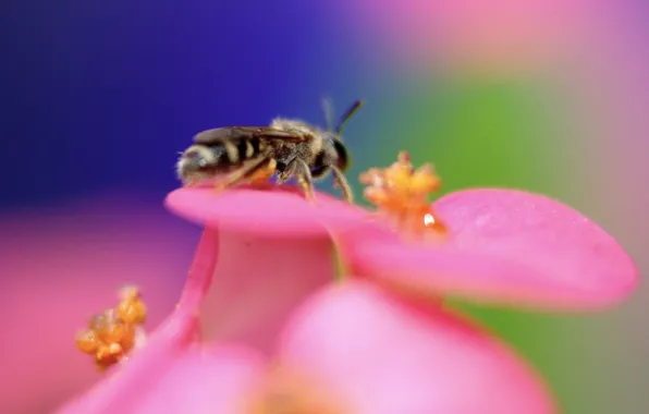 Картинка цветок, пчела, цвет