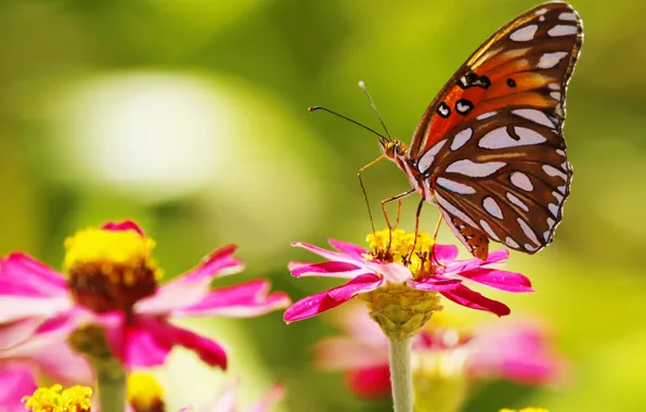 Цветы, бабочка, крылья, лепестки, насекомое, мотылек