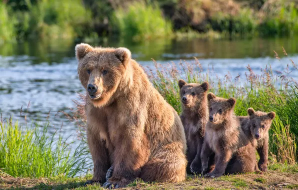 Картинка река, медведи, Аляска, медвежата, медведица, детёныши